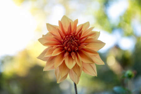 Colorful dahlia flower in the botanical gardenの写真素材