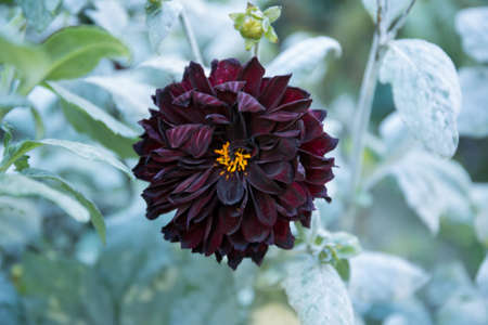Colorful dahlia flower in the botanical gardenの写真素材