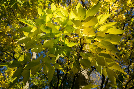 vibrant colorful leaves detail at fall