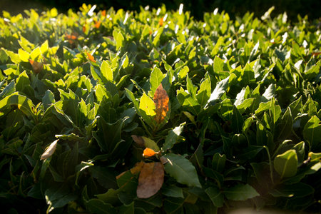 vibrant colorful leaves detail at fall