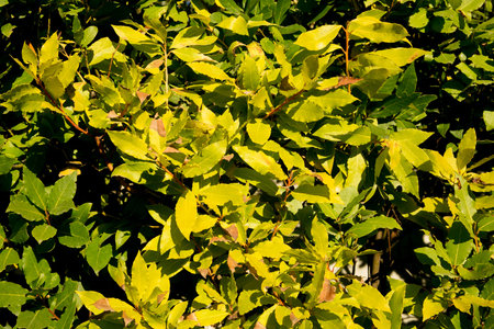 vibrant colorful leaves detail at fall