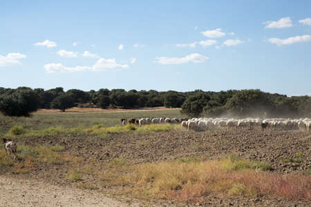 flock of sheep in the countryの写真素材