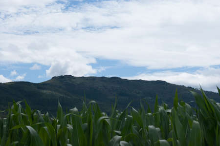Green rural landscape in Galiciaの写真素材