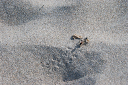 a little insect walking at sand beach