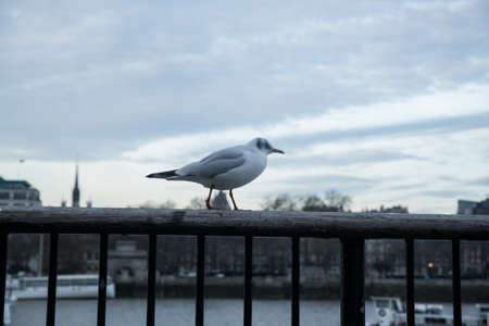 Southbank river walk, Londonの写真素材