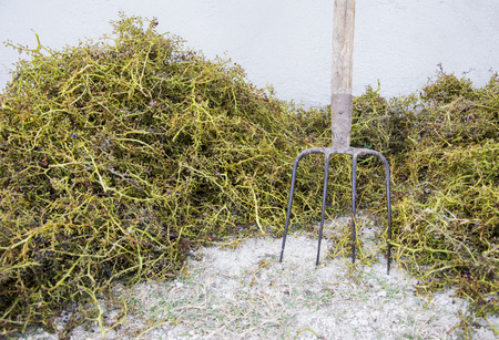 Harvest theme. Grape stalks background (just stalks) with pitchfork.の写真素材