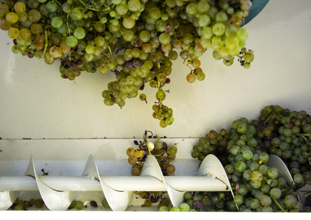 Grape harvest, the farmer put the raisins in the modern machine for squeeze the grapes. Chianti Region, Tuscany, Italy.の写真素材