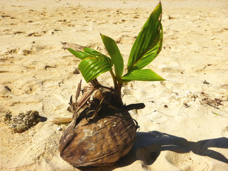 Seed of a palm tree (coconut) growing on beautiful beach