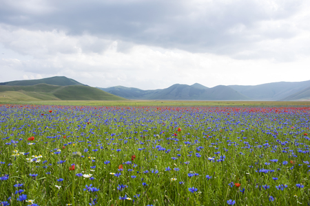 Castelluccio di Norcia, Umbria, Italy. Pian Grande During the season of flowering.の写真素材
