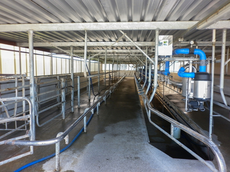 Modern new automatic milking system dairy industry so in a farm.の写真素材