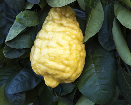 Sorrento, Italy - Giant yellow bergamot on tree.の写真素材