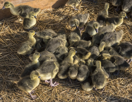 Large group of newly hatched ducklings on a farm.の写真素材
