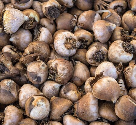 Nature background, A close up view of flower bulbs.の写真素材