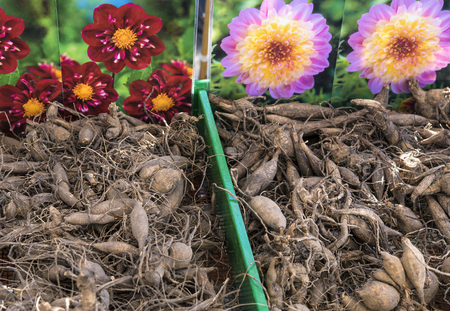 Amsterdam, Netherlands - A close up view of flower bulbs on a market.の写真素材