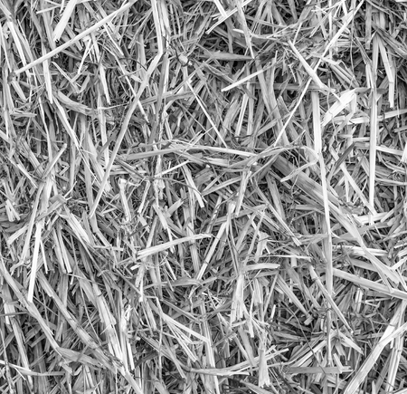 Close up background texture of straw, black and white.の写真素材