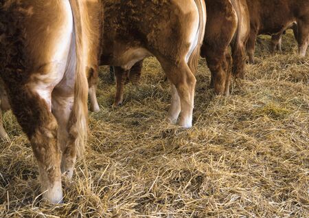 Cows and bulls in the barn with hay, copyspace.の写真素材