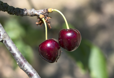 Red and sweet cherries on a branch just before harvest in early summerの写真素材