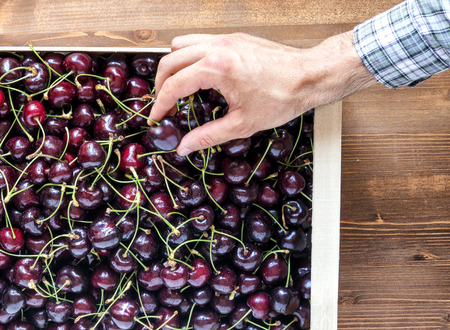 Greengrocer sells cherries at the store. Top viewの写真素材
