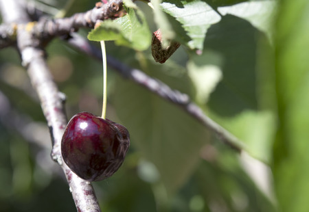 Red and sweet cherries on a branch just before harvest in early summerの写真素材
