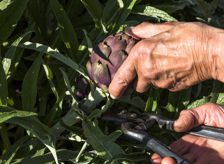 Artichoke harvest by handの写真素材