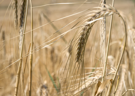Yellow grain ready for harvest growing in a farm field, close-upの写真素材