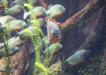 Flock of piranhas swim nature wildlife