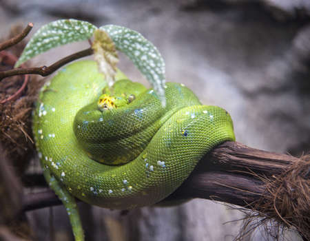 A close-up view of a green tree python slithering on a tree.の写真素材