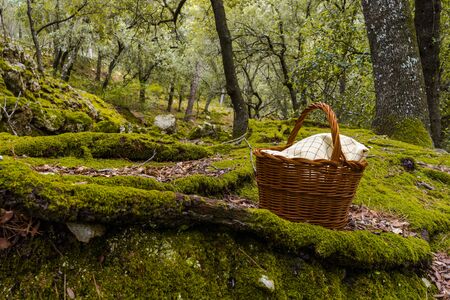Wicker basket with tablecloth inside in a path in nature outdoors, a green forest with green moss and leavesの写真素材
