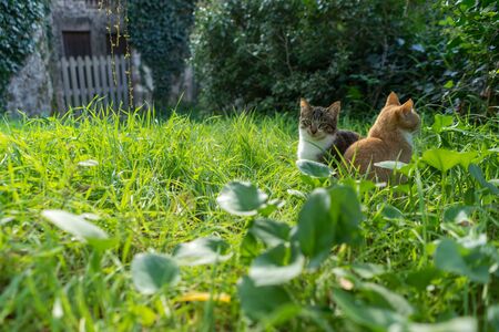 Two little cats standing in a greenish grass garden outdoors. One grey and white and another cat orange and white are sitting in the ground. There is enough air in the photo to insert any textの写真素材