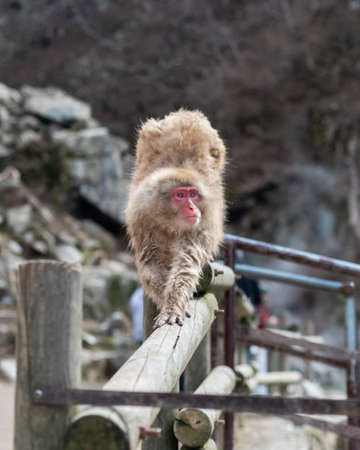 Japanese macaques - Snow Monkeys - at Jigokunadi Park, Yamanouchi, Nagano Prefecture, Japanの写真素材