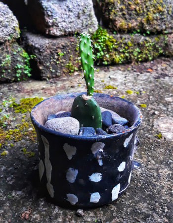 Cactus on the black pot with white dotted on the floorの写真素材
