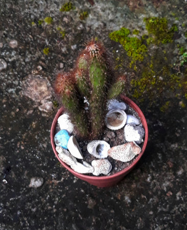 Cactus on red pot with rock and shellの写真素材