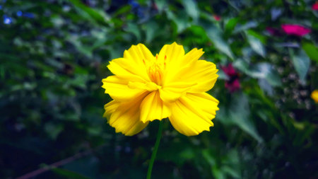 Yellow cosmos flower blooming in the garden with green leaves background.の写真素材