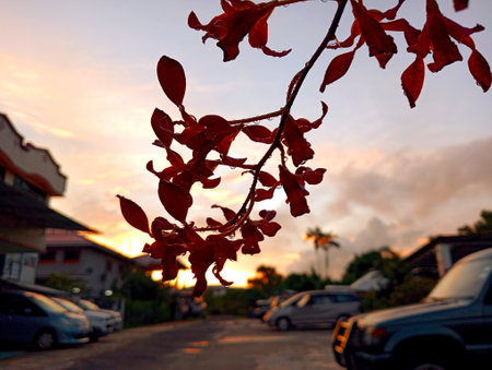 Sunset on the street of the city. The branches of a tree with red leaves. Orchid flowersの写真素材