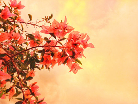 Bougainvillea flowers on the background of the sky.の写真素材