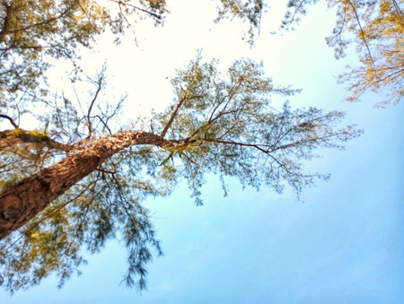 Pine tree with blue sky background, vintage tone, selective focusの写真素材