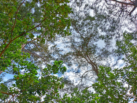 Looking up at the sky through the branches of trees in the forestの写真素材