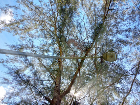 High angle view of a canopy of a tree in a park.の写真素材