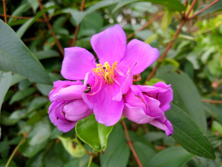 Beautiful pink flower in the garden. Nature background. Close up.の写真素材