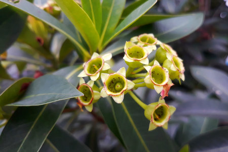 Flower of a eucalyptus tree in the gardenの写真素材