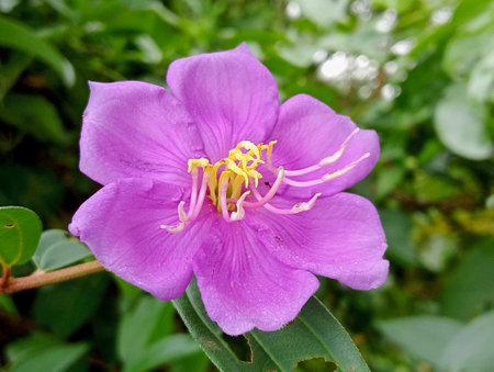 Purple flower with green leaves backgroundの写真素材