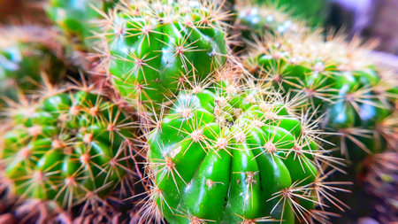 Close-up of Cactus in botanic garden, Selective focus.の写真素材
