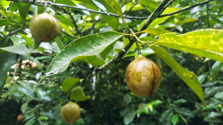 Nutmeg fruits hanging on treeの写真素材