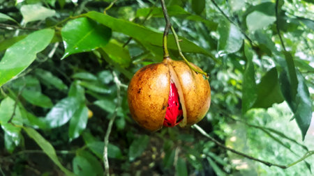 Natural cut of nutmeg fruit on the treeの写真素材
