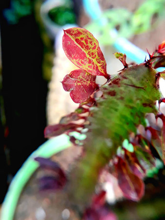 Variegated leaves of an exotic succulent plant in a pot on a blurred background