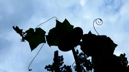 Silhouette plant leaves in the vineyard with blue sky and white cloudsの写真素材