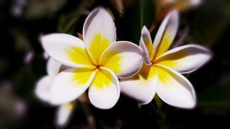 White and yellow frangipani flowers with leaves in the backgroundの写真素材