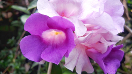 Purple flower in the garden. (Scientific name: Allamanda cathartica)の写真素材