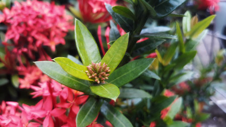 Ixora flower in garden at winter or spring for postcard beauty and agriculture concept design.の写真素材