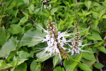 Spider flower (Cleome hassleriana) in the garden
